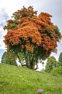 Southern Germany Blossom Prints: Flowering tree in the spa gardens