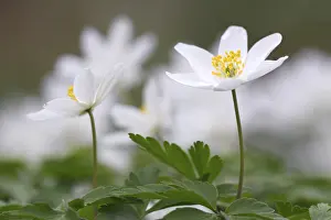 Flora Photography Prints: Flowering Wind Anemone in spring