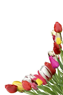 Deserted Tulips Prints: Flowers 1042
