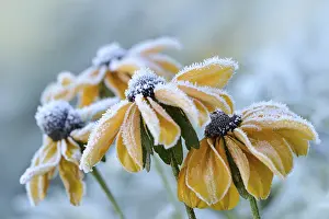 Snowy Landscape Photography Prints: Flowers 256