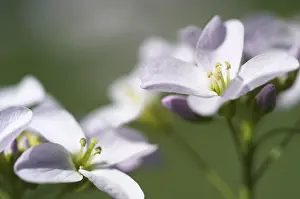 Spring Nature Photography Prints: Flowers
