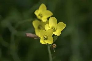 Deserted Blossom Field Prints: Flowers of the annual wall-rocket (Diplotaxis muralis)