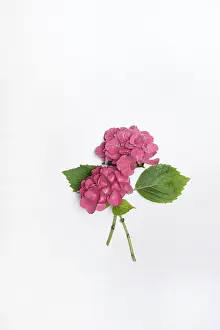 Hydrangeaceae Family Plants Prints: Flowers of a Bigleaf Hydrangea (Hydrangea macrophylla)