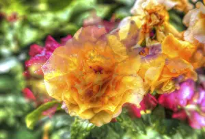 Desert Landscape Prints: Shrub Rose Print - Yellow Flower in Germany