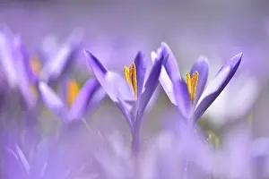 Delicate Spring Blossoms Prints: Flowers of Spring crocus (Crocus vernus)