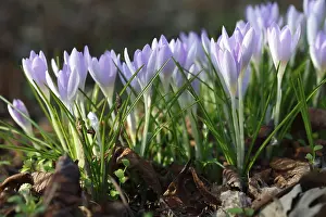 Crocuses In Bloom Prints: Flowers of the spring crocus (Crocus vernus)