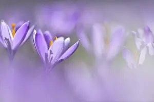 Spring Crocus Prints: Flowers of Spring crocus (Crocus vernus)
