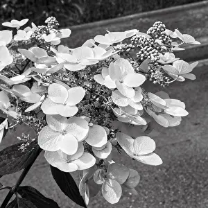 White Hydrangea Flowers Print, Nouvelle-Aquitaine, France