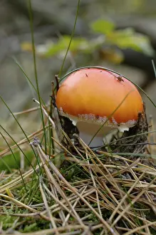 Fly Agaric Prints: Fly agaric