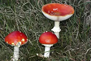 Nature Botany Images Prints: Fly agaric