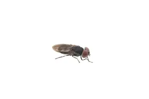 Pest Control Images Prints: Fly isolated on a white background