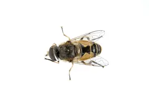 Wildlife Photography Studio Shots Prints: Fly isolated on a white background