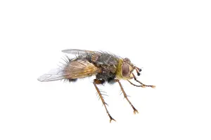 Wildlife Photography Flies Prints: Fly isolated on a white background