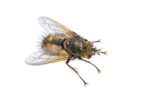 Studio Shot Insect Prints: Fly isolated on a white background