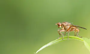 Deserted Natural Environment Images Prints: Fly on a leaf closeup macro shot