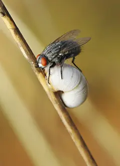 Other Gastropod Prints: A Fly Sits on a Snail Summer Hibernation Print