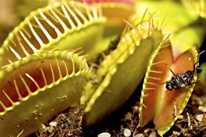 Pink Flowers In Nature Prints: Fly in the Venus Flytrap (Dionaea muscipula)