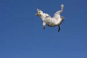 Related Prints: Flying Cat Print