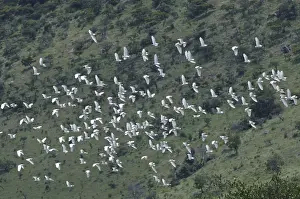 In Flight Bird Photos Prints: Flying Cattle Egrets (Bubulcus ibis)