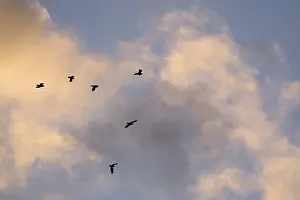 German Fauna And Flora Photos Prints: Flying crows (Corvus corone) in the evening sky