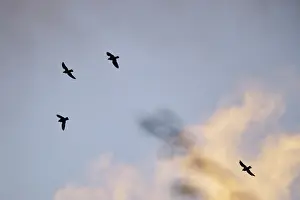 Corvus Corone Prints: Flying crows (Corvus corone) in the evening sky