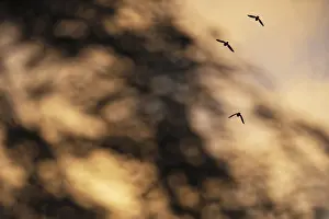 Corvids In Europe Prints: Flying crows (Corvus corone) in the evening sky