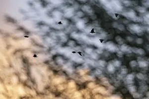 Evening Sky Wildlife Prints: Flying crows (Corvus corone) in the evening sky