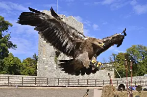 Raptor In Flight Photo Prints: Flying hawk attack detail over natural background