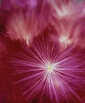 Wind Dispersed Seed Prints: Flying seed