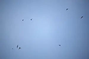 In Flight Wildlife Images Prints: Flying in the sky