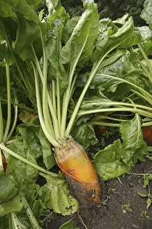 Red Beet Root Prints: Fodder beet or beetroot (Beta vulgaris subsp)