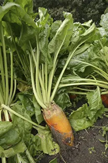 German Plants Prints: Fodder beet or beetroot (Beta vulgaris subsp)