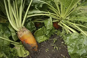 German Agricultural Crops Prints: Fodder beet or beetroot (Beta vulgaris subsp)