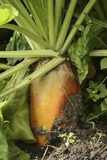 German Agricultural Crops Prints: Fodder beet or beetroot (Beta vulgaris subsp)