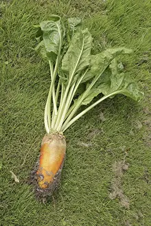 Beta Vulgaris Subsp Prints: Fodder beet or beetroot (Beta vulgaris subsp)