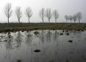 Northern Germany Weather Prints: In the fog