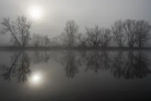 Monochromatic Winter Landscape Prints: Fog, bare trees reflected in the river