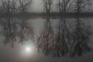 Deserted German Riverbank Prints: Fog, bare trees reflected in the river
