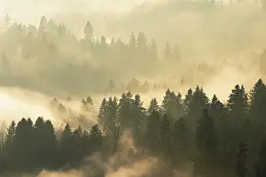 Cloudy European Countryside Prints: Fog and forest in the light of the setting sun