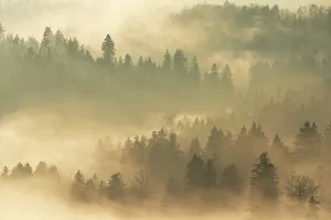 Cloudy Evening Sky Europe Prints: Fog and forest in the light of the setting sun