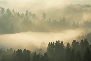 Evening Atmosphere In The Woods Prints: Fog and forest in the light of the setting sun