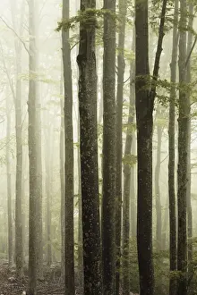 Foggy Forest Landscape Prints: Fog in the forest in a warm light