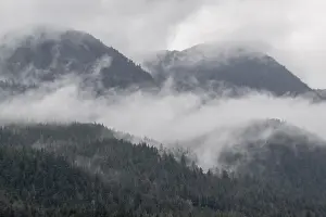 Alaska Landscape Photography Prints: Fog on a forested mountainside