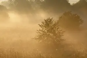Misty Mood German Countryside Prints: Fog over the meadows against the light