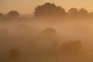 Middle Elbe Biosphere Reserve Prints: Fog over the meadows against the light