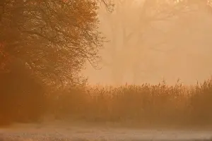 Biosphere Reserve Mittlere Elbe Prints: Fog over the meadows against the light