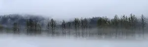 Old Growth Forest Photo Prints: Fog over the Pacific rainforest