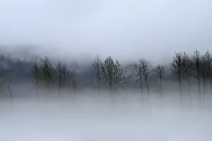 American Nature Scenery Prints: Fog over the Pacific rainforest