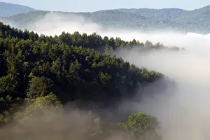 Coniferous Tree Prints: Fog rises