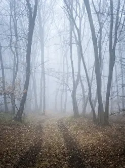 Deserted Forest Path Prints: Foggy forest with path in winter